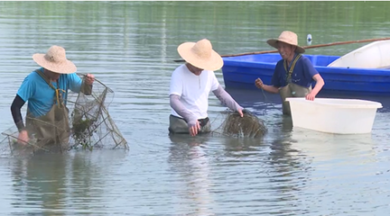 市創(chuàng)新發(fā)展中心:科技助農(nóng) 推進(jìn)水產(chǎn)產(chǎn)業(yè)鏈綠色發(fā)展