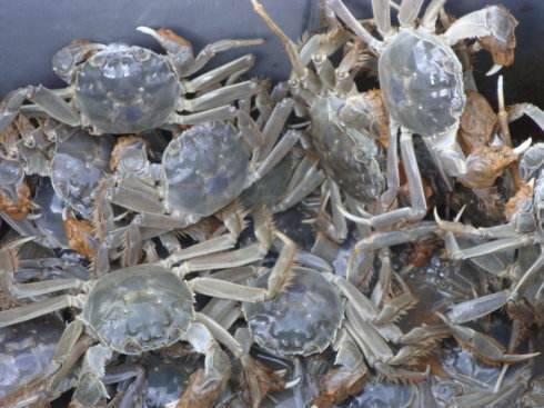 水產養殖 螃蟹養殖管理技術
