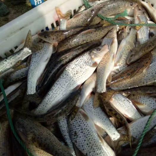 想養(yǎng)花骨魚？這些養(yǎng)殖技巧你必須掌握