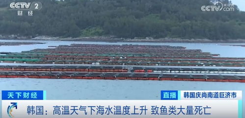 損失超1.5億元！魚類大量死亡重創(chuàng)水產(chǎn)養(yǎng)殖業(yè)，技術(shù)研發(fā)迫在眉睫