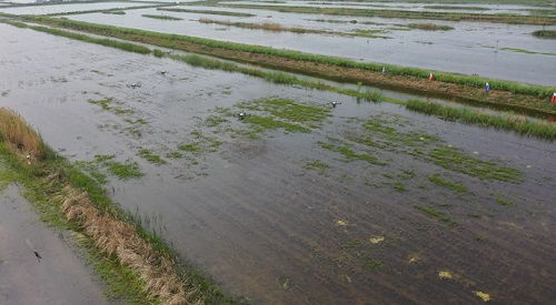 科技賦能，泗洪水產(chǎn)養(yǎng)殖迎發(fā)展新機(jī)遇